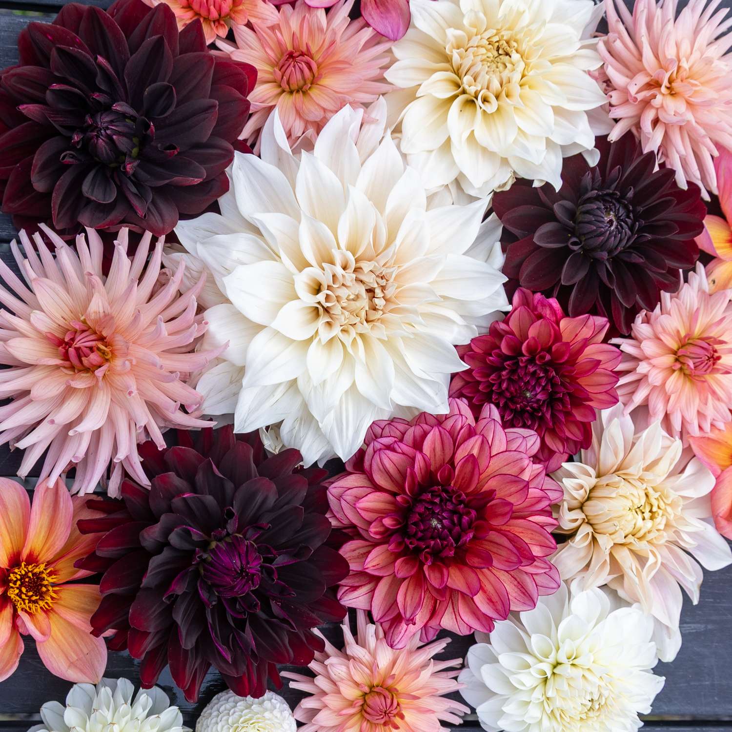 Dahliamix 'Embers'